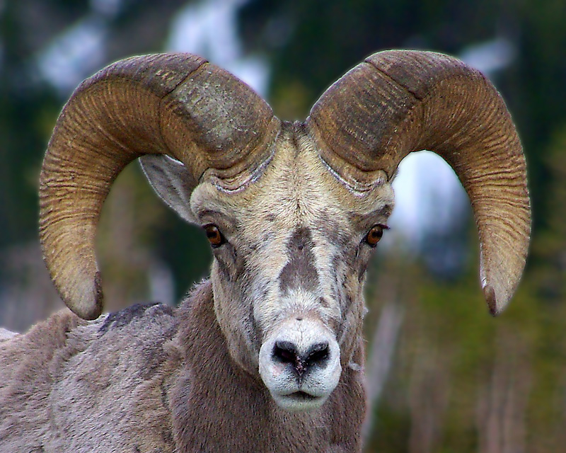 Ram at Glacier National Park