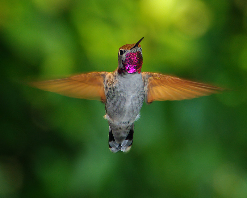 Male Anna Hummingbird in flight