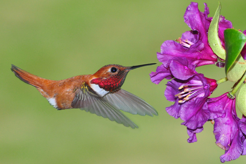 Male Rufous Hummingbird in flight at blooms
