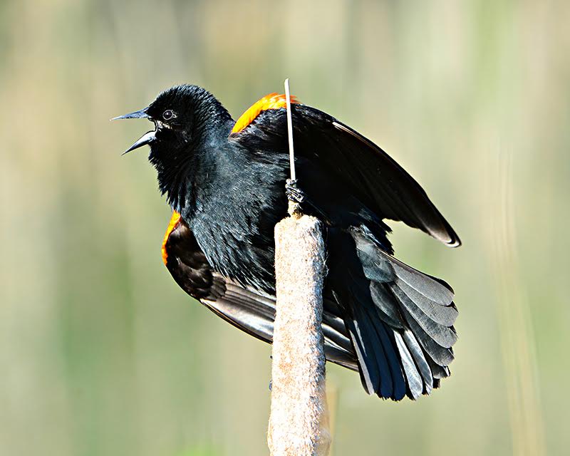 Red-winged Blackbird singing on branch