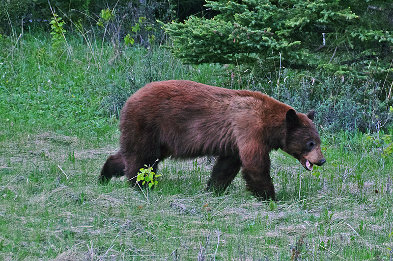 Brown Bear, Banff, Alberta