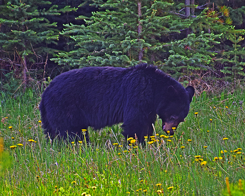 Black Bear in wildflowers