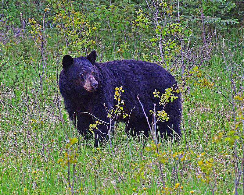 Black Bear in Banff, Alberta