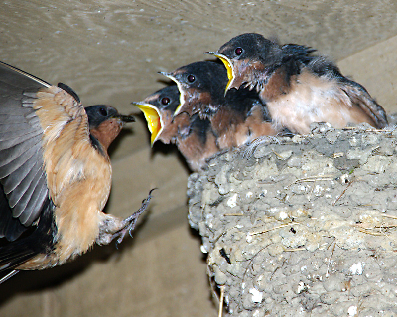 Barn Swallows feeding nesting babies