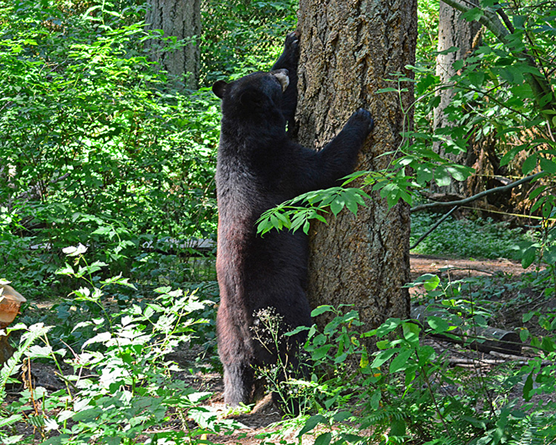 Black Bear marking his territory