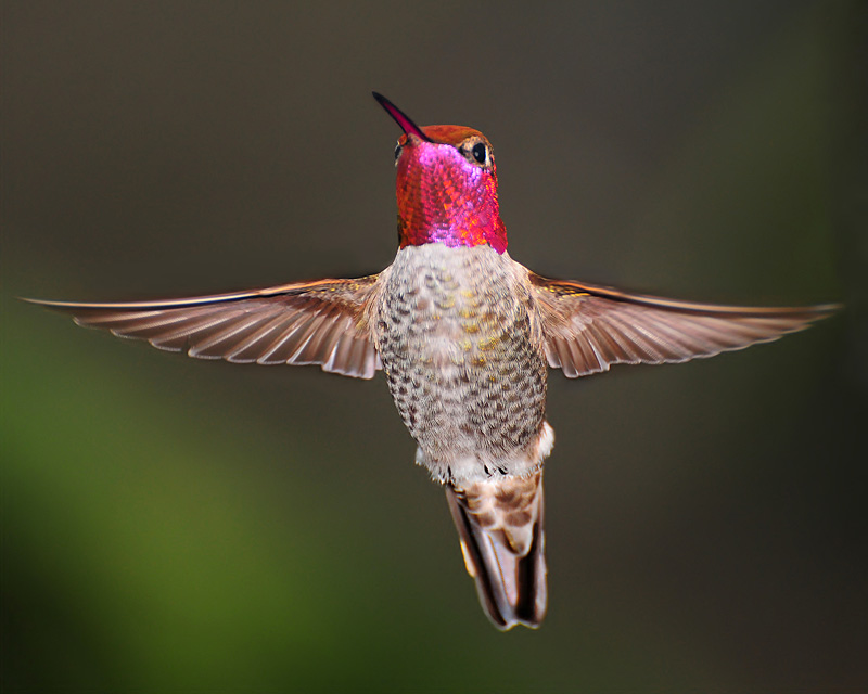 Anna Hummingbird in flight