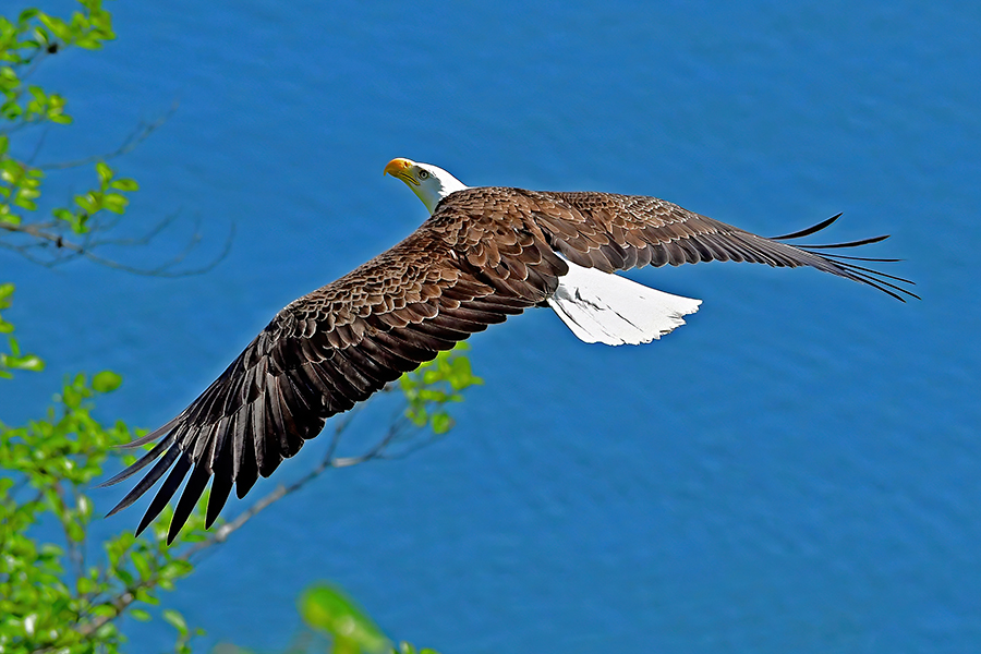 Bald Eagle flight