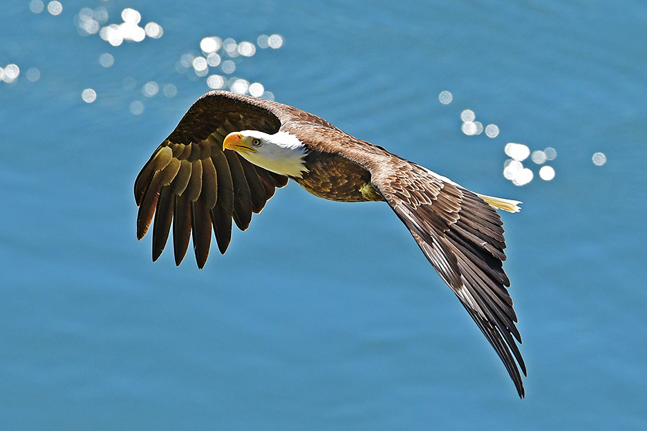 Bald Eagle flight at Point Defiance, Tacoma