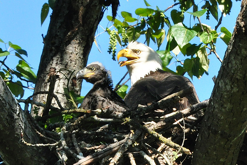 Nesting female Bald Eagle and Eaglete