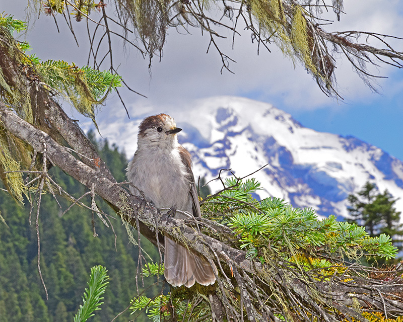 Grey Jay at Mt Rainier