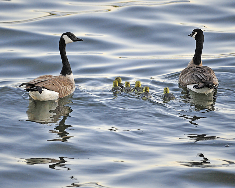 Canadian Geese family